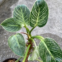 観葉植物のフィロデンドロン・バーキンの画像