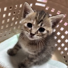 生後1ヶ月半〜2ヶ月女の子里親募集です!!
