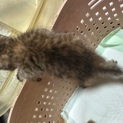 生後1ヶ月半〜2ヶ月女の子里親募集です!! - 猫