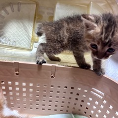 生後1ヶ月半〜2ヶ月女の子里親募集です!! - 岡山市