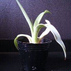 観葉植物　多肉植物　アガベ　ベネズエラ‗Gの画像