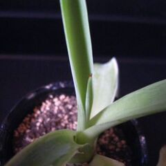 観葉植物　多肉植物　アガベ　ベネズエラ‗Gの画像