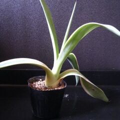 観葉植物　多肉植物　アガベ　ベネズエラ‗Hの画像