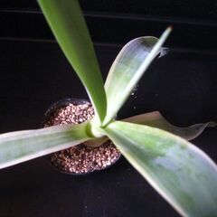 観葉植物　多肉植物　アガベ　ベネズエラ‗Hの画像
