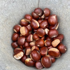 栗　1kg の画像