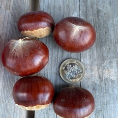 栗　1kg の画像
