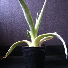 観葉植物　多肉植物　アガベ　ベネズエラ‗Iの画像