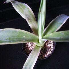 観葉植物　多肉植物　アガベ　ベネズエラ‗Iの画像