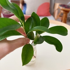 ⭕️ガジュマル 根つき苗　2本の画像