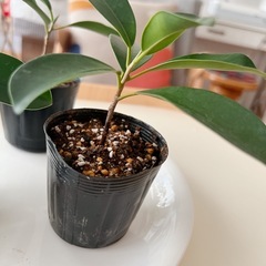 ⭕️ガジュマル 土植の画像