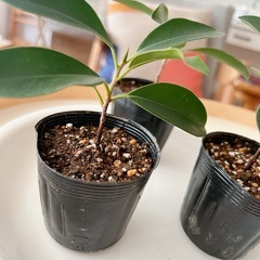 ⭕️ガジュマル 土植の画像