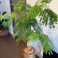 エバーフレッシュ 130cmの画像