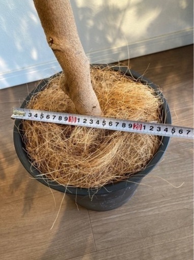エバーフレッシュ 130cm