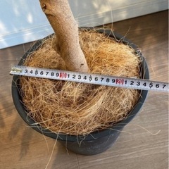 エバーフレッシュ 130cmの画像
