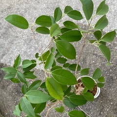 　鑑賞植物 ベンジャミンの画像