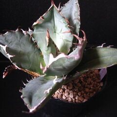 アガベ　チタノタ　観葉植物‗Aの画像