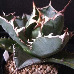 アガベ　チタノタ　観葉植物　多肉植物‗Bの画像