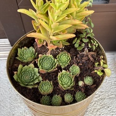 多肉植物の画像
