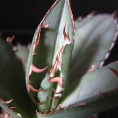 アガベ　チタノタ　観葉植物‗Cの画像