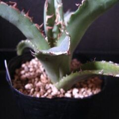 アガベ　チタノタ　観葉植物‗Cの画像