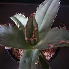 アガベ　チタノタ　観葉植物‗Cの画像
