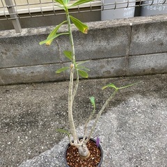 　アデニウム　オベスム　4年目の画像