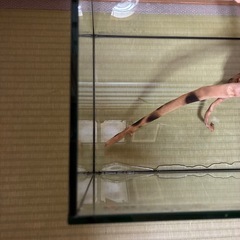 ②60cm水槽の画像
