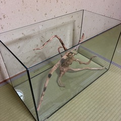 ②60cm水槽の画像