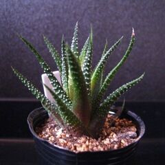 観葉植物　多肉植物　ハオルチア　十二の巻‗Aの画像