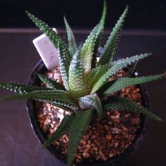 観葉植物　多肉植物　ハオルチア　十二の巻‗Aの画像
