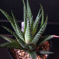 観葉植物　多肉植物　ハオルチア　十二の巻‗Bの画像