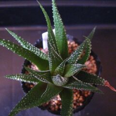 観葉植物　多肉植物　ハオルチア　十二の巻‗Bの画像