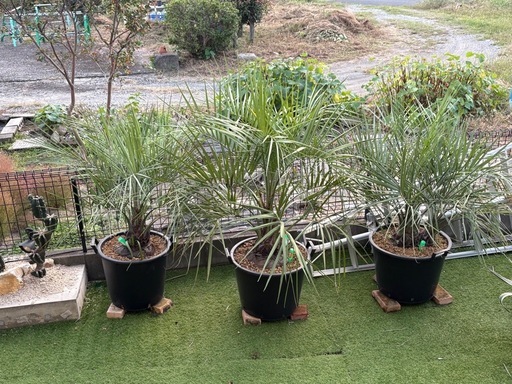 ココスヤシ2万〜