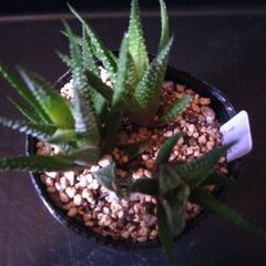 観葉植物　多肉植物　ハオルチア　十二の巻　３株入ってます‗Cの画像