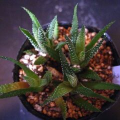 観葉植物　多肉植物　ハオルチア　十二の巻　４株入ってます‗Cの画像