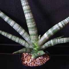 サンスベリア　ボンセレンシスの画像