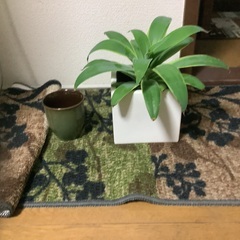 アガベ　アテナータ黄覆輪　陶器カバー付きの画像