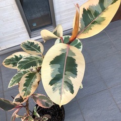 フィカスティネケの画像