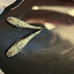 メダカ 金塊 2ペア セットの画像