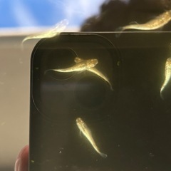 メダカ 金塊 2ペア セットの画像
