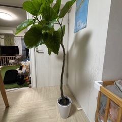 フェイクグリーン　ウンベラータの画像