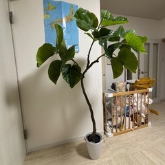 フェイクグリーン　ウンベラータの画像