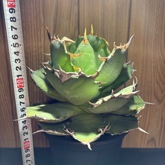 アガベチタノタ海豹 の画像
