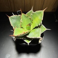 アガベチタノタ菩提の画像