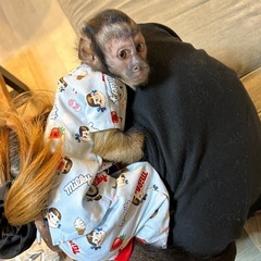 フサオマキザルちゃんのお洋服🐵