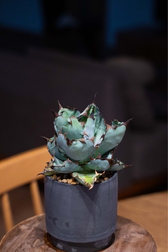 アガベ パキポ セット