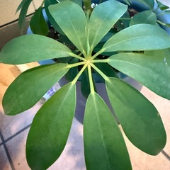 カポック綺麗ですよ。の画像