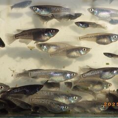 掛け合わせのメダカのMIXメダカ【100匹】の画像