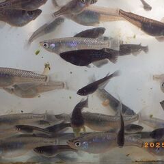 掛け合わせのメダカのMIXメダカ【100匹】の画像