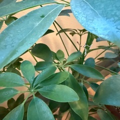 交渉中です。立派なカポックです。の画像